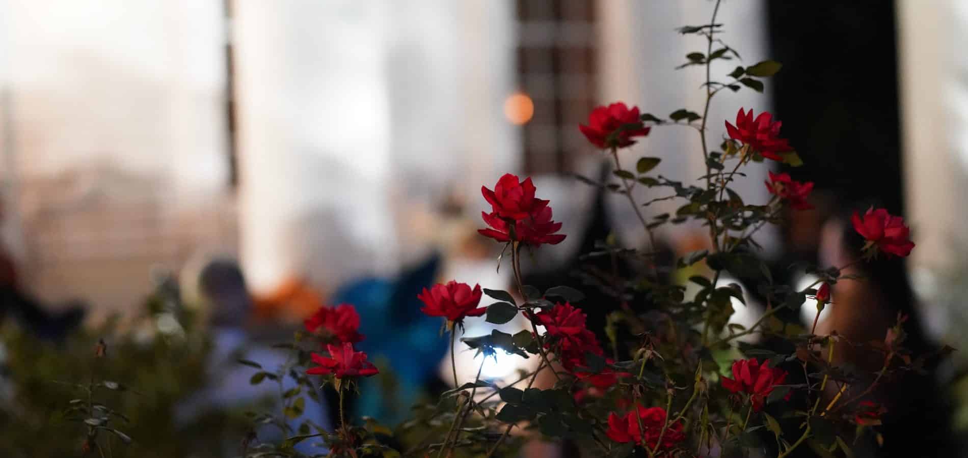 Rose bushes outside of Panola Hall